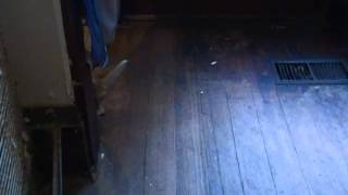 Mister Wiley the fennec fox being busy