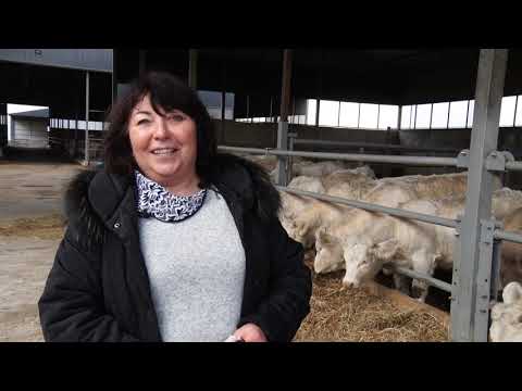 ŠAROLE GOVEDA - šampioni za TOV