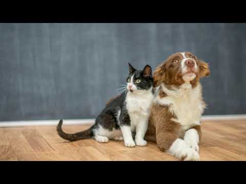 1st YouTube video about are cat and dog fleas the same