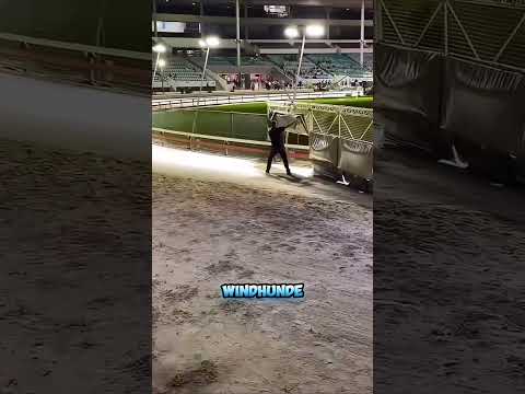 Er stoppt die Windhunde mit 70 km/h mit nur einer einzigen Bewegung.