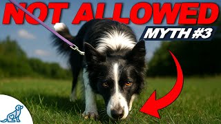 5 Myths You Believed About Dog Training (They're Holding You Back!)