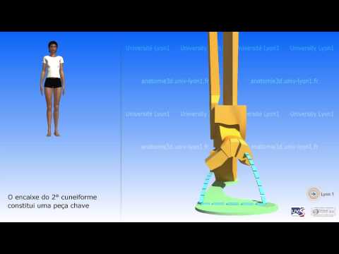 Representação esquemática do pé