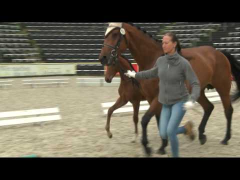 Be Happy, v. Be Careful – Latouro (Holst.), Stute, geb. 10.04.2016