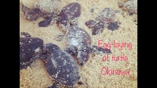 Egg-Laying of turtle 海ガメの産卵