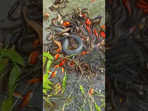 Fish can also be caught in this way....😳 hand Net fishing #fishing #facts #viral