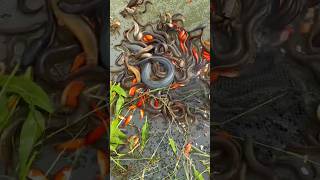 Fish can also be caught in this way....😳 hand Net fishing #fishing #facts #viral