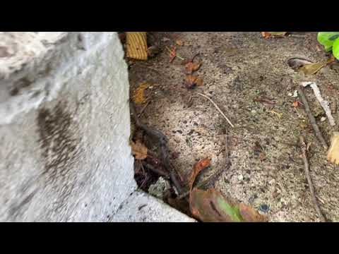 Ants Pause Restaurant Reopening in Asbury Park, NJ