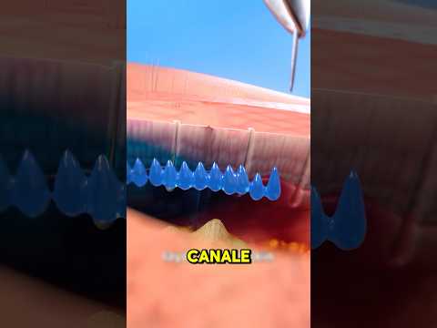 HERE'S HOW TATTOOS STAY ON YOUR SKIN (credits: ​⁠@zackdfilms)