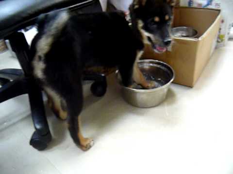 無敵潑水技(原發表者:巧克力家)(影片)