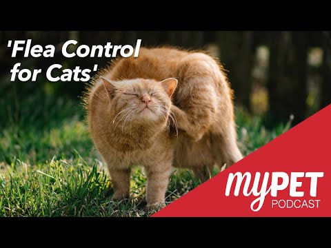 myPET Podcast: Flea Control for Cats in 2021