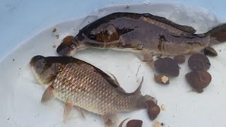 집앞 저수지에서 어망 2개 건져보니 2년만에 처음으로 잡아 봅니다. 어떤 물고기일까요?