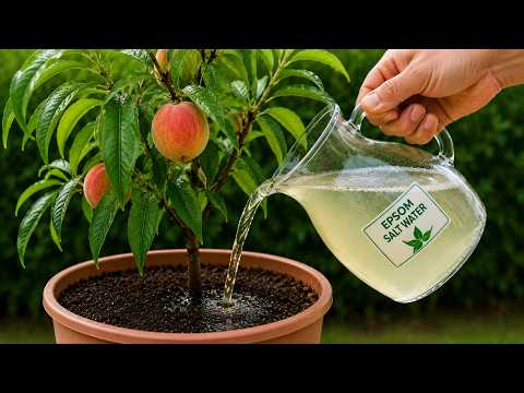 What Happens If You Pour Epsom Salt Water on a Peach Tree? You Won't Believe