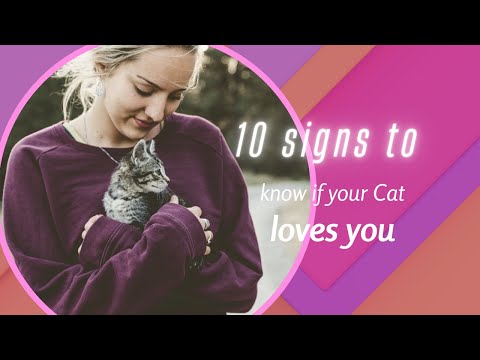 How to know that your cat loves you.Here  are 10  reasons