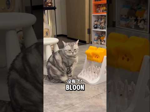 Oreo dimarahin Abu gosong karena blo'on 😅 #kucing #oreo #shorts