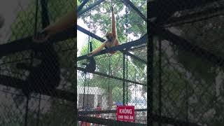 preview picture of video 'Khỉ tại vườn bách thú ở Hà Nội'