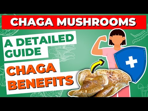 Chaga Mushroom Benefits: A Detailed Guide