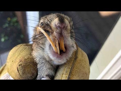 image-Do squirrels teeth keep growing?