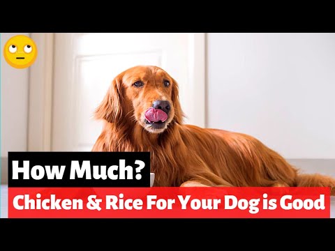 , title : 'How Much Chicken And Rice Should You Feed Your Sick Dog?'