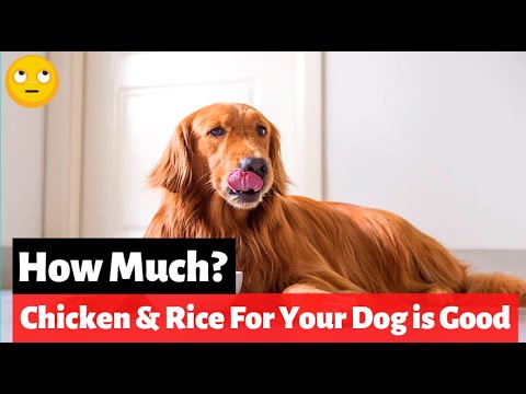 YouTube video about: How much rice to feed dog with diarrhea?