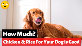 How Much Chicken And Rice Should You Feed Your Sick Dog?