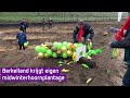Berkelland krijgt eigen midwinterhoornplantage