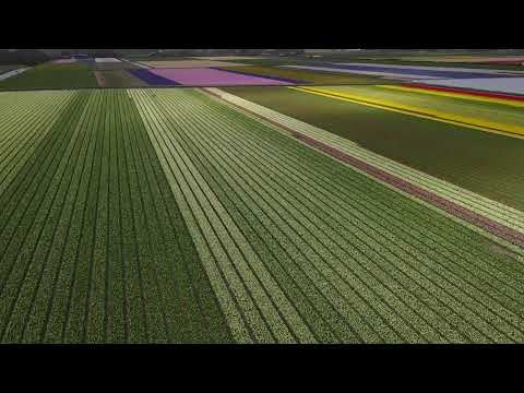 Tulip fields in Amsterdam, Keukenhof. April 2023