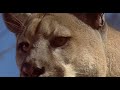Homeward Bound The Incredible Journey 1993 Mountain Lion Scene