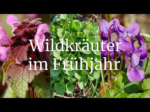 Eßbare Frühlingspflanzen: Purpurrote Taubnessel, Knoblauchsrauke + Veilchen