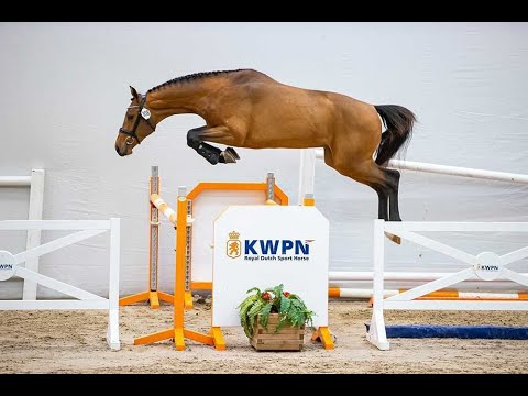 Old Shatterhand TCS *2021 by Herakles x Voltaire