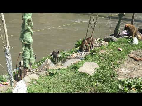 Razia Ghundo Main Phaas Gae | Cat Fight | Kashmir |