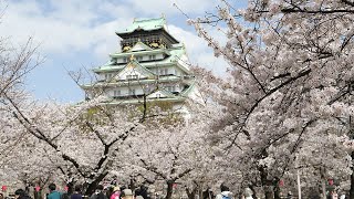 大阪城公園　日本さくら名所100選