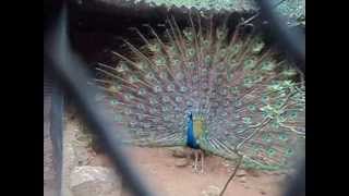 preview picture of video 'VIZAG ZOO'