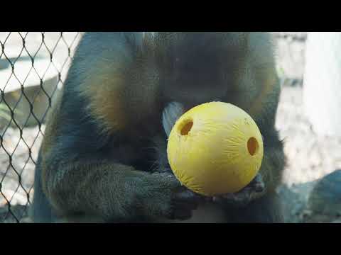 Mandrill Keeper Chat