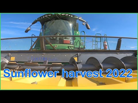 Sunflower harvest 2022 North Dakota
