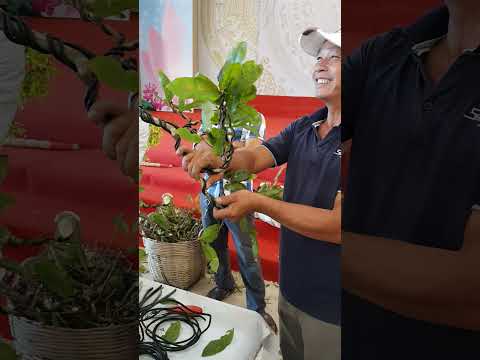 Lớp Bonsai 2022 - 12