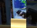 It S A Shark Time Coralcabin Shark Reefshark Bandedcatshark Convicttang Goby Sharkbehavior
