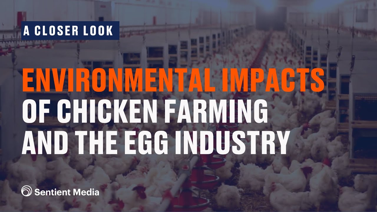 How does poultry production affect the environment?