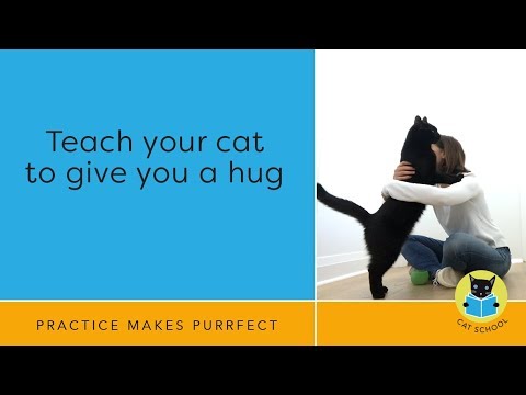 Teach Your Cat To Hug With Clicker Training