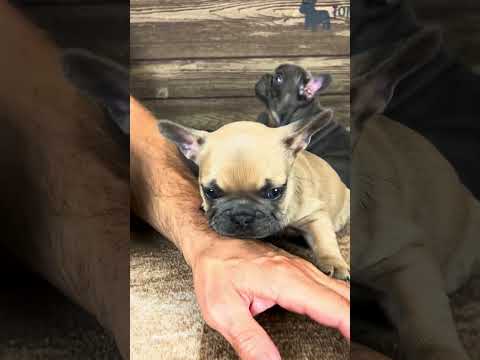 Video 1