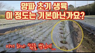 양파 재배에 이거 하나 사용했을 뿐인데..... 양파가 다 섰어요.... 힘이 너무 좋아서