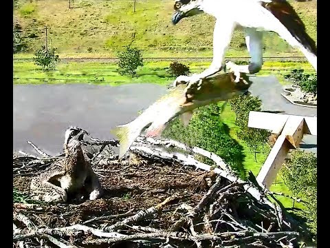 Hellgate osprey 7 2 18 619pm Iris flys off & 628pm returned with a BIG fish & feeds baby