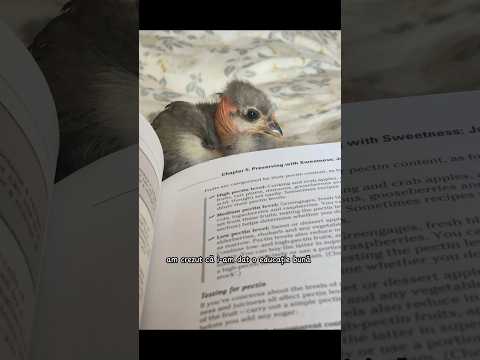 Ce s-a întâmplat cu Puiu? #viatalatara #pui #gaina