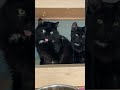 Tuxedo Cat Twins Cute ️