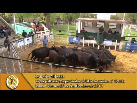 29-09-17 Venta de Vacas, Vaquillonas y Terneras - Cabaña Aiñarbe - Tandil.