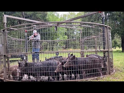 How did so many pigs escape my trap?