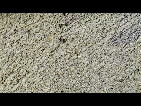 The Ants Are Coming from the Mulch Bed in Toms River, NJ