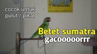 Download lagu suara burung Betet Sumatra gacor mp3