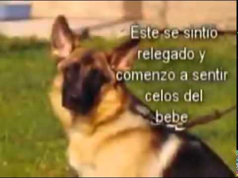 El perro fiel  😧😧