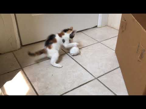 Orecchiette Murders White Mouse