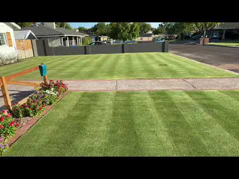 Arizona Kurapia Sod Ground-cover & Platinum Paspalum